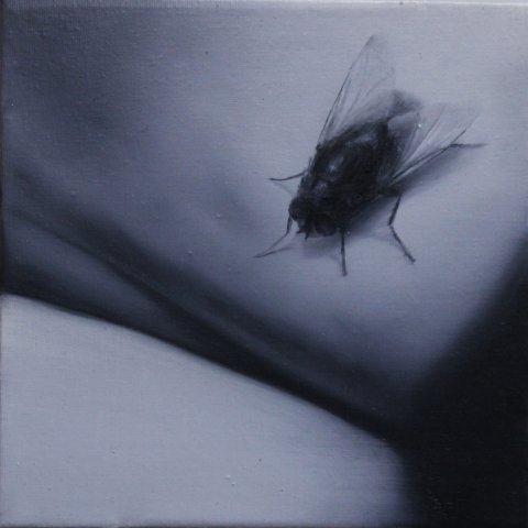 El vuelo de la mosca XIV