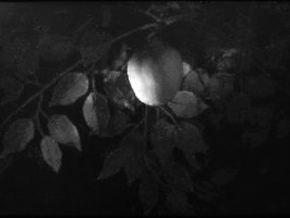 La luz del membrillo