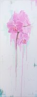 Phalaenopsis