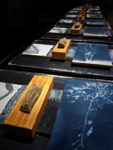 Todos los bosques que hay en mí