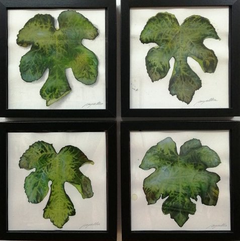 Estudio de las hojas de higuera