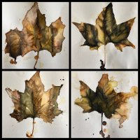 Estudio de hojas secas