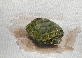 Tortuga