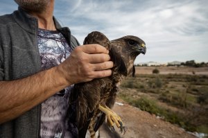 Animal esperando su turno para ser rescatado