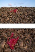 Quién me reconocerá