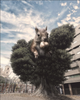 La ardilla de Santo Domingo