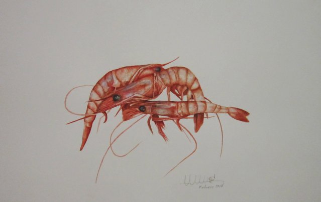 Aristeus antennatus (gambas)