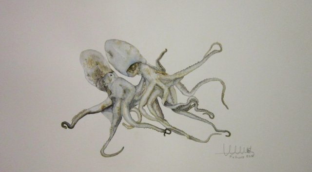 Octotus vulgaris (pulpo)