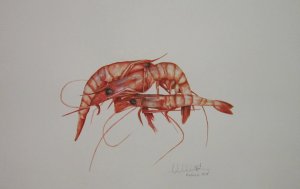 Aristeus antennatus (gambas)