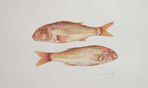 Mullus surmuletus (saltamontes)