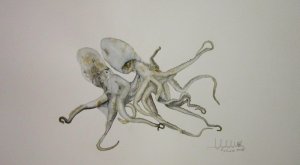 Octotus vulgaris (pulpo)