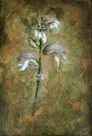 Flores violetas de verano