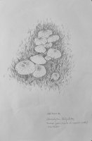 Chlorophylum Molybdites 